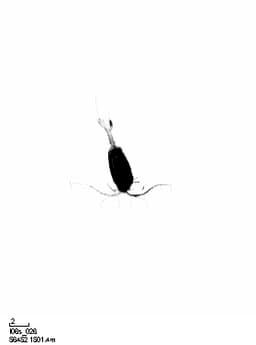 A thumbnail of the file image