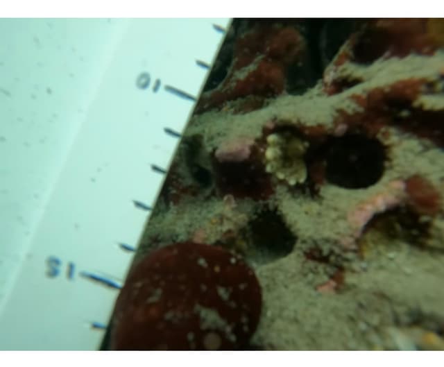 A thumbnail of the file image